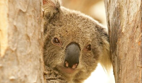 Koala Reserve - Tourism Gold Coast 0