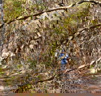 Lyrebird Dell walking track - Tourism Gold Coast