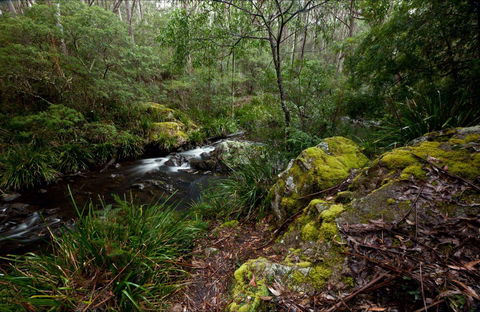 Mongarlowe River Picnic Area - Tourism Gold Coast 0