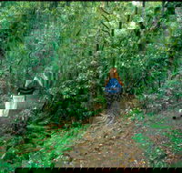 Mount Cougal Springbrook National Park - Tourism Gold Coast