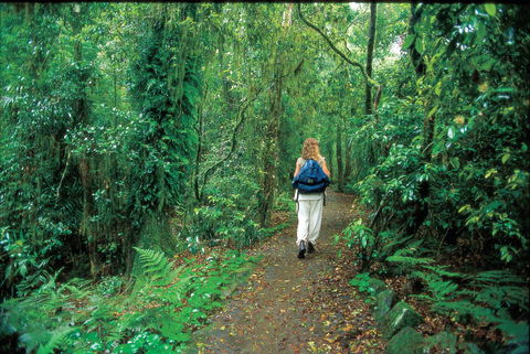 Mount Cougal, Springbrook National Park - Gold Coast 0