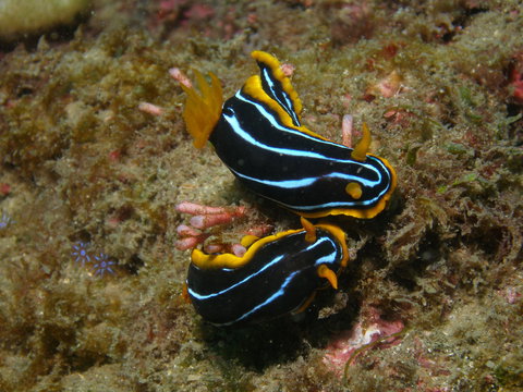 Mudjimba (Old Woman) Island Dive Site - Tourism Gold Coast 1