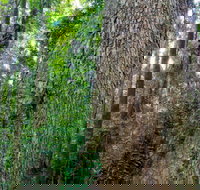 Murray Scrub walking track - Gold Coast