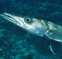Norman Reef Dive Site - Tourism Gold Coast