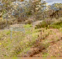 Old Mountain Road Walking Track - Tourism Gold Coast