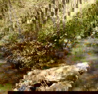 Sandy Creek Track - Gold Coast