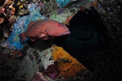 Severance Shipwreck Dive Site - Tourism Gold Coast 1