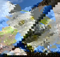 Tasmania Birchs Bay Cherries - Tourism Gold Coast