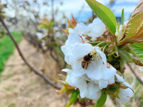 Tasmania Birchs Bay Cherries - Tourism Gold Coast 1