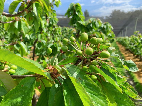 Tasmania Birchs Bay Cherries - Tourism Gold Coast 2