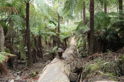 Upper Yarra Reservoir Park - Tourism Gold Coast 0