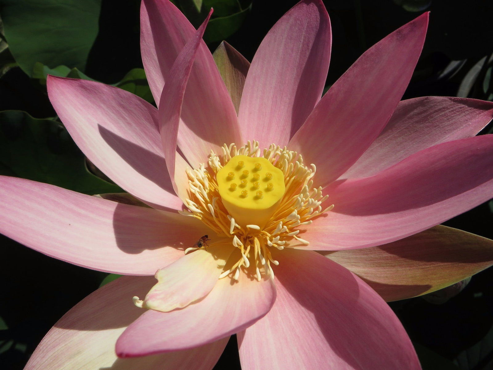 Mulbring NSW Tourism Gold Coast