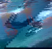 Small-Group Underwater Scooter Experience in Clovelly - Gold Coast