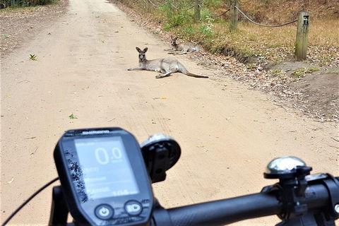 Blue Labyrinth Tour: Sydney Blue Mountains By E-Bike - Gold Coast 4