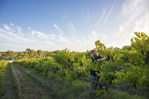 Mclaren Vale - Tourism Gold Coast 0
