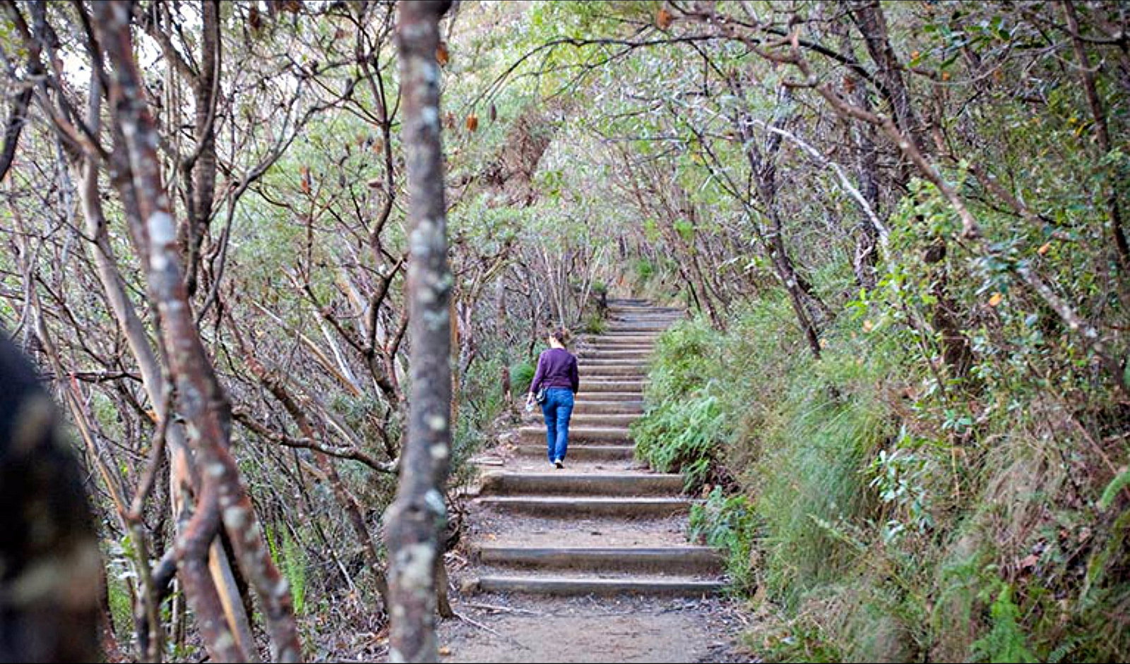 Wentworth Falls NSW Tourism Gold Coast