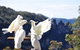 Blue Mountains Private Tours (Luxury VW Or Mercedes Sprinter) - thumb 5