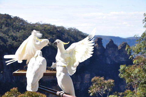 Blue Mountains Private Tours (Luxury VW Or Mercedes Sprinter) - Tourism Gold Coast 5