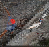 Small-Group Weekend Rock Climbing Adventure from Katoomba - Gold Coast