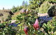 The Other Side Of The Blue Mountains - thumb 1