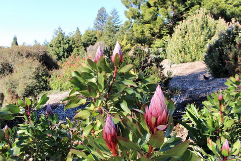 The Other Side Of The Blue Mountains - Tourism Gold Coast 1