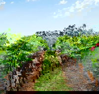 Tintilla Estate Wine Tasting with a Meat and Cheese Platter - Tourism Gold Coast