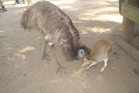 Blue Mountains PRIVATE Day Tour - Tourism Gold Coast 4