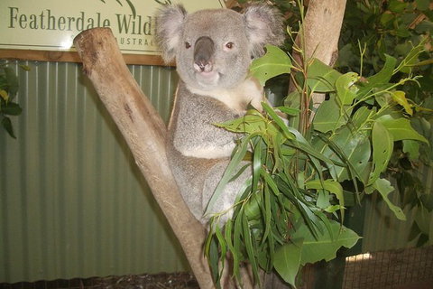 Blue Mountains PRIVATE Day Tour - Tourism Gold Coast 10
