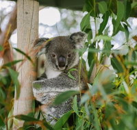 Kangaroo Encounter  Aboriginal Rock Arts Half-Day Trip from Sydney - Tourism Gold Coast