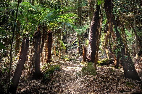 Blue Mountains Secret Places Adventure - Gold Coast 1