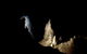 Jenolan Caves: Extended Temple Of Baal Cave Tour - thumb 0