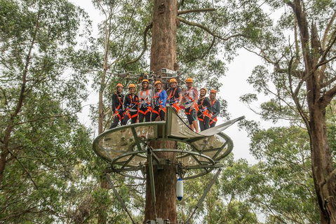 Illawarra Fly Treetop Adventures Admission Including Zipline Tour - Tourism Gold Coast 4