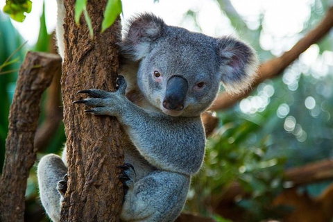 Best Sydney Tours By Life Long Locals - Hidden Gems & More - Lifetime Experience - Tourism Gold Coast 1