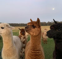 Breakfast with alpacas - Tourism Gold Coast