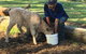 Interactive Farm Tours On A Beef, Lamb And Duck Farm - thumb 2