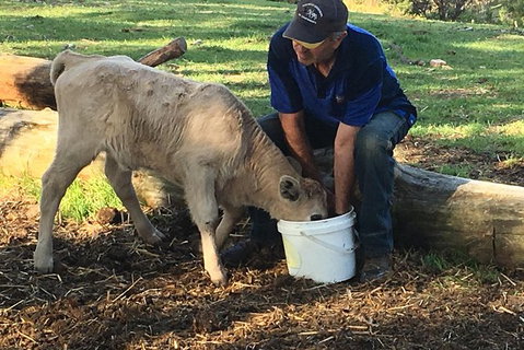Interactive Farm Tours On A Beef, Lamb And Duck Farm - Tourism Gold Coast 2