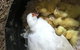 Interactive Farm Tours On A Beef, Lamb And Duck Farm - thumb 3