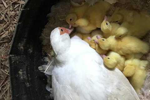 Interactive Farm Tours On A Beef, Lamb And Duck Farm - Tourism Gold Coast 3
