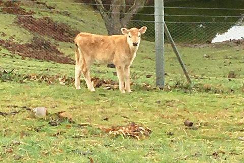 Interactive Farm Tours On A Beef, Lamb And Duck Farm - Tourism Gold Coast 7