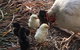 Interactive Farm Tours On A Beef, Lamb And Duck Farm - thumb 6