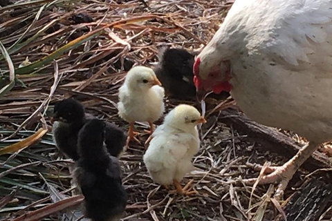 Interactive Farm Tours On A Beef, Lamb And Duck Farm - Tourism Gold Coast 6