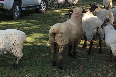 Interactive Farm Tours On A Beef, Lamb And Duck Farm - Tourism Gold Coast 4