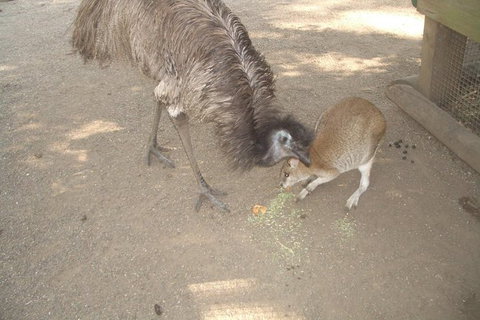 Small Group Blue Mountains, Featherdale, Lunch & Cruise Day Tour - Tourism Gold Coast 3