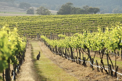 Mudgee 2 Day Private Wine Tasting And Sightseeing Tour From Sydney - Tourism Gold Coast 4