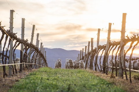 Mudgee 2 Day Private Wine Tasting And Sightseeing Tour From Sydney - Tourism Gold Coast 5