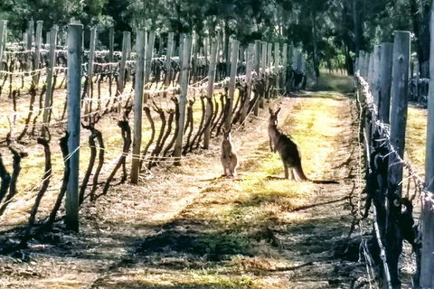 The Complete Hunter Valley Wine Tour Of Pokolbin, Mt View, Lovedale And Rothbury - Tourism Gold Coast 5