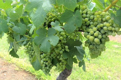 The Complete Hunter Valley Wine Tour Of Pokolbin, Mt View, Lovedale And Rothbury - Tourism Gold Coast 3