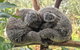 Australian Wildlife & Waterfalls Private Tour With \'Personalised Sydney Tours\' - thumb 6