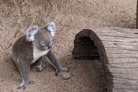 Australian Wildlife & Waterfalls Private Tour With \'Personalised Sydney Tours\' - Tourism Gold Coast 5