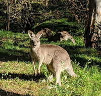 Australian Wildlife  Waterfalls Private Tour with 'Personalised Sydney Tours' - Tourism Gold Coast